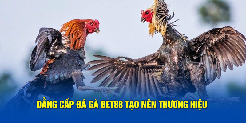 Đẳng cấp Đá Gà Bet88 tạo nên thương hiệu